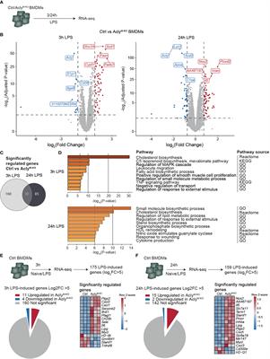 Myeloid ATP Citrate Lyase Regulates Macrophage Inflammatory Responses In Vitro Without Altering Inflammatory Disease Outcomes